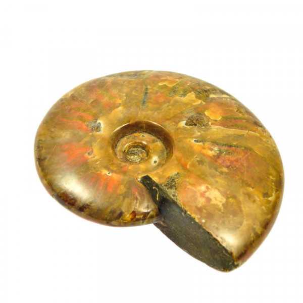Ammonith opalisierend 